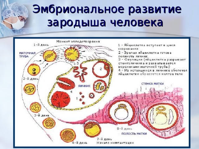 Эмбриональное развитие зародыша человека  