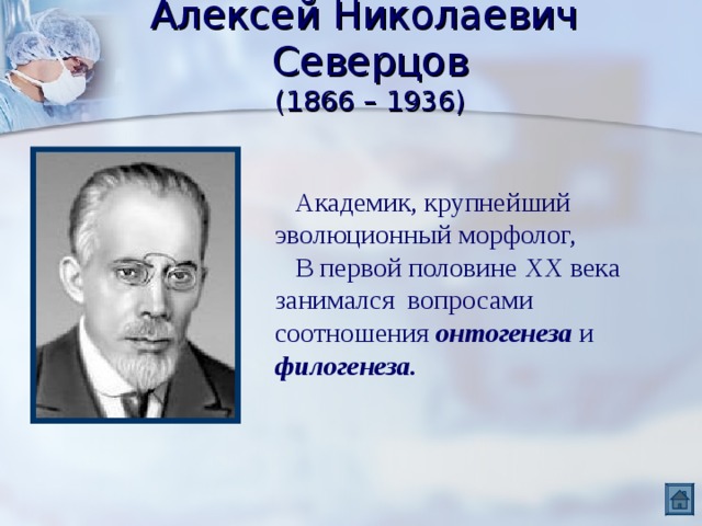 Алексей Николаевич Северцов  (1866 – 1936)  Академик, крупнейший эволюционный морфолог,  В первой половине XX века занимался вопросами соотношения онтогенеза и филогенеза. 