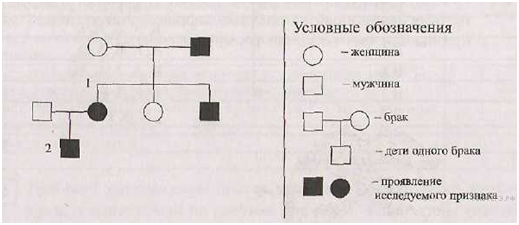 Правила графического изображения родословной клинико генеалогического метода