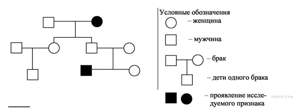 По родословной представленной на рисунке установите характер наследования признака маленькие глаза