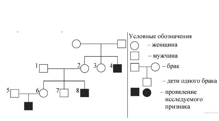 Родословная задачи биология. Генетика задачи родословная. Задачи на составление родословной по генетике с решением. Схема родословной биология генетика. Родословная ЕГЭ биология.