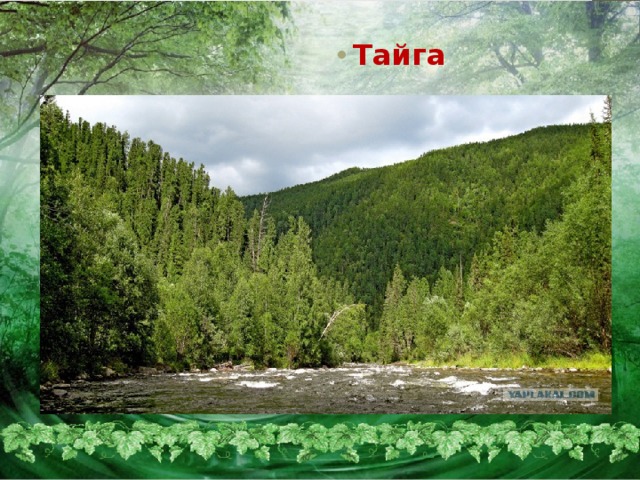     .    Тайга 