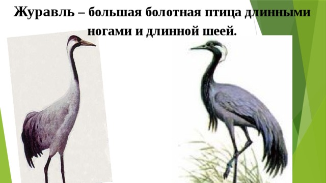 Журавль – большая болотная птица длинными ногами и длинной шеей. 