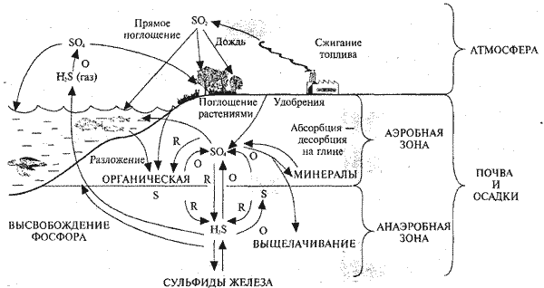 Круговорот серы в природе рисунок