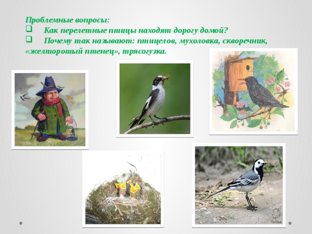 Проблемные вопросы:  Как перелетные птицы находят дорогу домой?    Почему так называют: птицелов, мухоловка, скворечник, «желторотый птенец», трясогузка.  