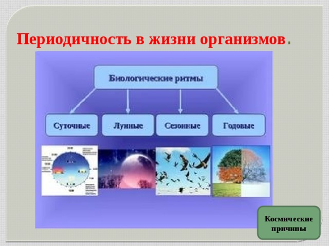 Периодичность в жизни организмов . Космические причины