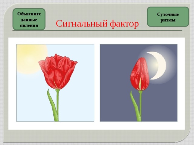 Сигнальный фактор Суточные ритмы Объясните данные явления
