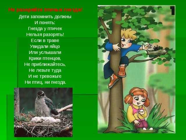  Не разоряйте птичьи гнезда!  Дети запомнить должны  И понять:  Гнезда у птичек  Нельзя разорять!  Если в траве  Увидали яйцо  Или услышали  Крики птенцов,  Не приближайтесь,  Не лезьте туда  И не тревожьте  Ни птиц, ни гнезда. 