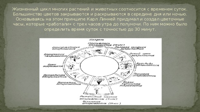 Нарисуйте на листе бумаги цветочные часы определив такую последовательность посадки разных растений