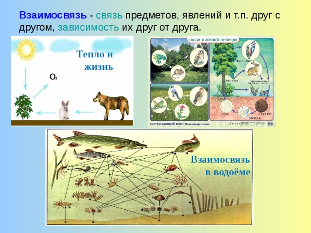 По предложенной схеме расскажите о взаимосвязях в природном комплексе