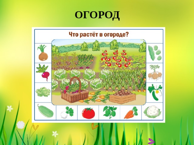 Что растет в саду. Что растет в огороде?. Что растет в городе. Что растет в огороде картинки для детей. Картинка что растет на грядке.