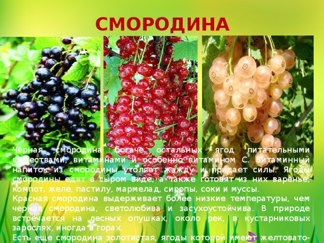 Презентация про смородину для детей