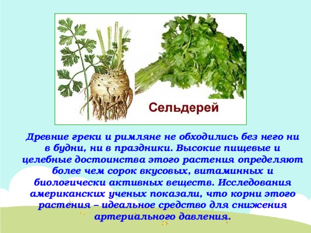 Древние греки и римляне не обходились без него ни в будни, ни в праздники. Высокие пищевые и целебные достоинства этого растения определяют более чем сорок вкусовых, витаминных и биологически активных веществ. Исследования американских ученых показали, что корни этого растения – идеальное средство для снижения артериального давления. 