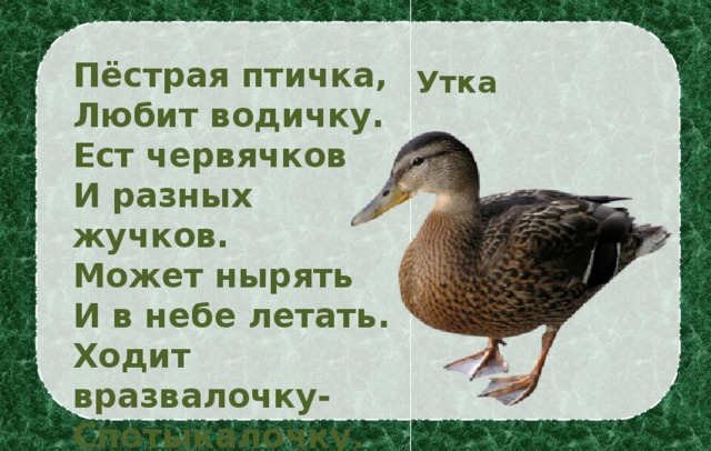 Пёстрая птичка, Любит водичку. Ест червячков И разных жучков. Может нырять И в небе летать. Ходит вразвалочку- Спотыкалочку . Утка I.Организационный момент II.Актуализация знаний