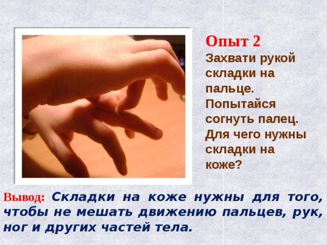  Опыт 2  Захвати рукой складки на пальце. Попытайся согнуть палец. Для чего нужны складки на коже? Вывод:  Складки на коже нужны для того, чтобы не мешать движению пальцев, рук, ног и других частей тела. 