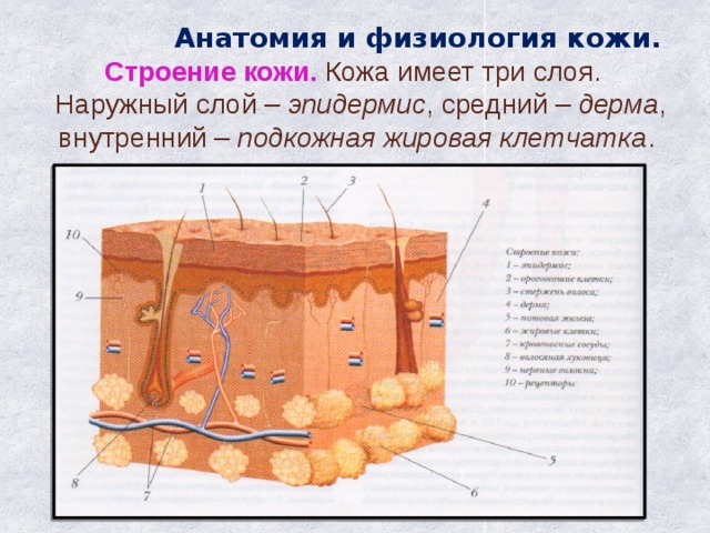  Анатомия и физиология кожи.  Строение кожи. Кожа имеет три слоя.  Наружный слой – эпидермис , средний – дерма , внутренний – подкожная жировая клетчатка . 