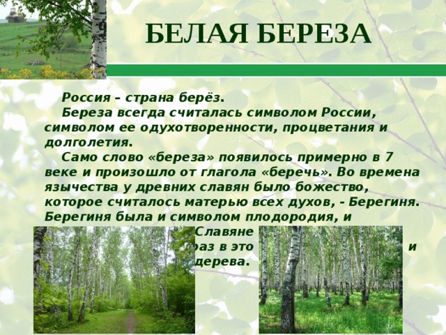 БЕЛАЯ БЕРЕЗА Россия – страна берёз. Береза всегда считалась символом России, символом ее одухотворенности, процветания и долголетия. Само слово «береза» появилось примерно в 7 веке и произошло от глагола «беречь». Во времена язычества у древних славян было божество, которое считалось матерью всех духов, - Берегиня. Берегиня была и символом плодородия, и защитницей людей. Славяне представляли ее в образе березы, как раз в это время, скорее всего и появилось название дерева. 