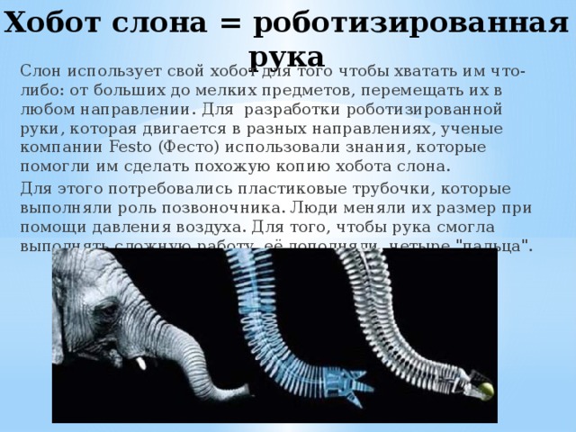 Хобот слона = роботизированная рука   Слон использует свой хобот для того чтобы хватать им что-либо: от больших до мелких предметов, перемещать их в любом направлении. Для разработки роботизированной руки, которая двигается в разных направлениях, ученые компании Festo (Фесто) использовали знания, которые помогли им сделать похожую копию хобота слона. Для этого потребовались пластиковые трубочки, которые выполняли роль позвоночника. Люди меняли их размер при помощи давления воздуха. Для того, чтобы рука смогла выполнять сложную работу, её дополняли четыре 