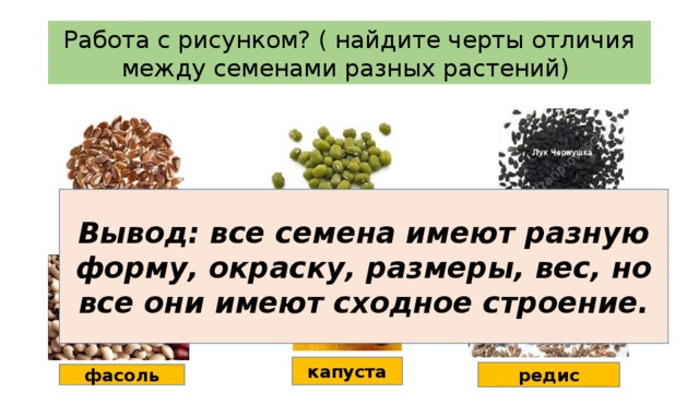 Работа с рисунком? ( найдите черты отличия между семенами разных растений) Вывод: все семена имеют разную форму, окраску, размеры, вес, но все они имеют сходное строение. горох горчица лук капуста редис фасоль 