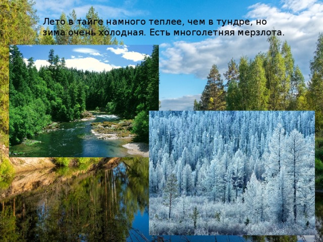 Какой климат в тайге название. Климат тайги. Лето в тайге намного теплее чем в. Климат тайги летом. Климат тайги в России.