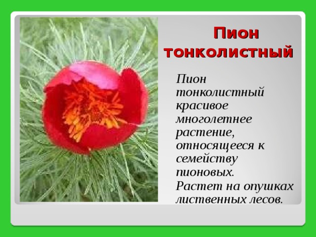  Пион тонколистный  Пион тонколистный красивое многолетнее растение, относящееся к семейству пионовых.  Растет на опушках лиственных лесов. 