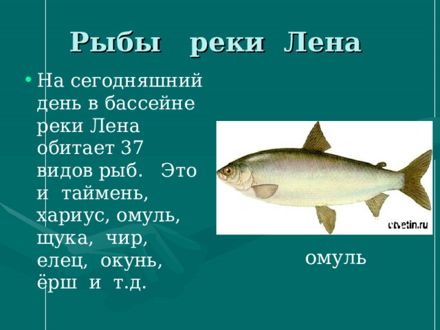 Какая рыба водится в лене. Река Лена рыба. Какая рыба водится в Лене Усть Кут. Льняная рыба.