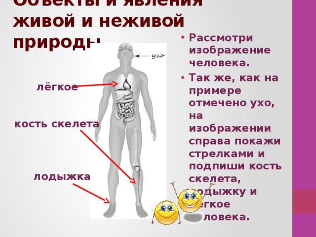 Анатомия человека впр. Рассмотри изображение человека. Рассмотри изображение человека покажи стрелками. Строение человека ВПР. Строение тела человека ВПР.