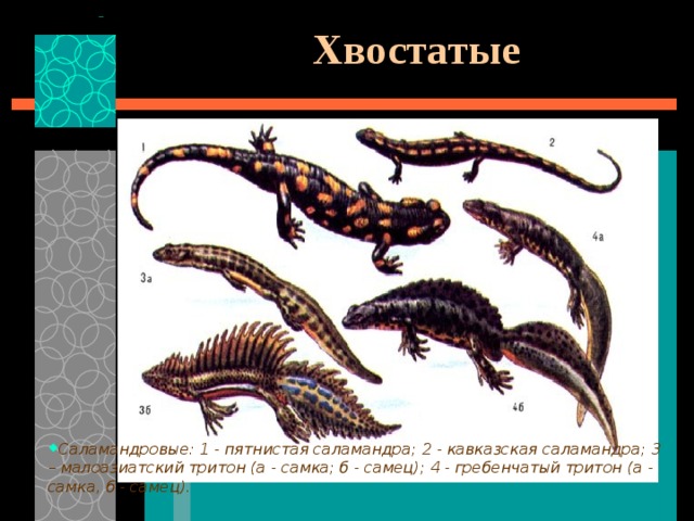 Хвостатые   Саламандровые: 1 - пятнистая саламандра; 2 - кавказская саламандра; 3 – малоазиатский тритон (а - самка; б - самец); 4 - гребенчатый тритон (а - самка, б - самец).  