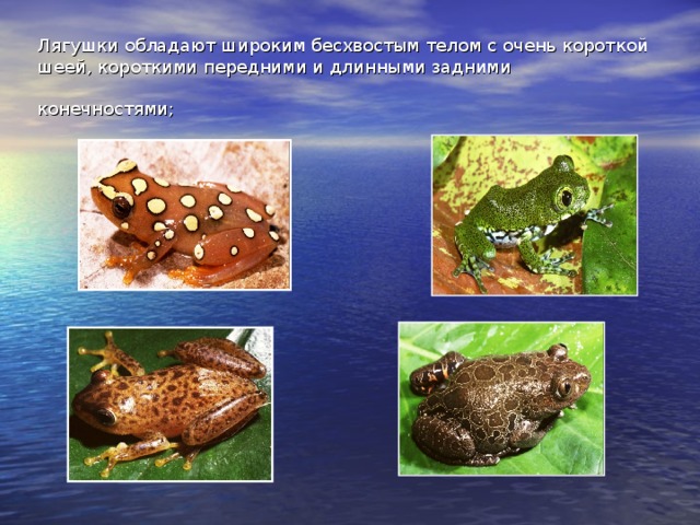 Лягушки обладают широким бесхвостым телом с очень короткой шеей, короткими передними и длинными задними конечностями;  
