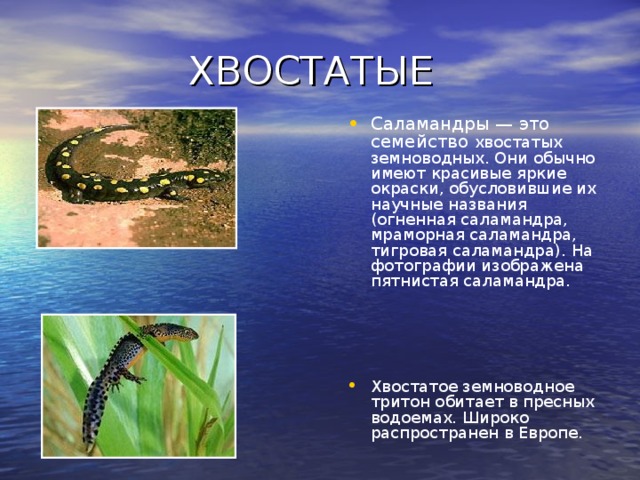  ХВОСТАТЫЕ Саламандры — это семейство хвостатых земноводных. Они обычно имеют красивые яркие окраски, обусловившие их научные названия (огненная саламандра, мраморная саламандра, тигровая саламандра). На фотографии изображена пятнистая саламандра.     Хвостатое земноводное тритон обитает в пресных водоемах. Широко распространен в Европе.  