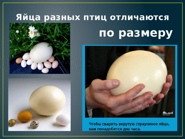Яйца разных птиц отличаются по размеру 