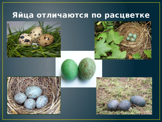 Яйца отличаются по расцветке 