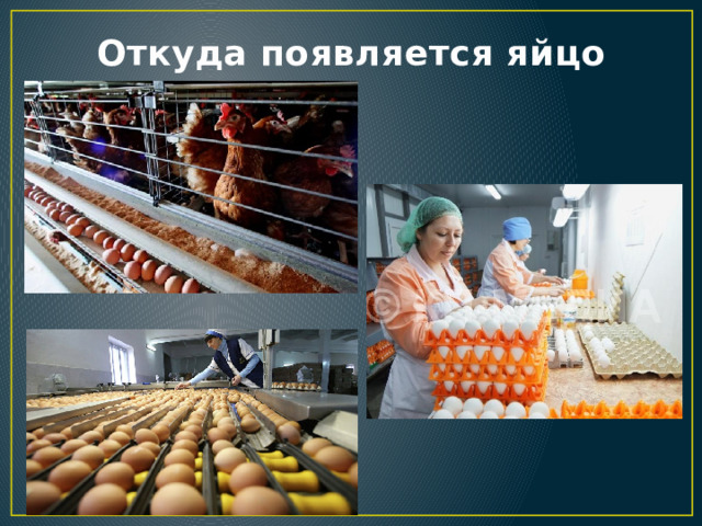 Откуда появляется яйцо 