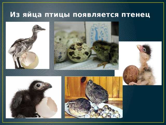 Из яйца птицы появляется птенец 