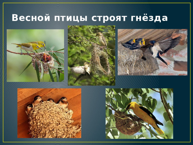 Весной птицы строят гнёзда 