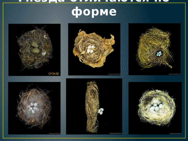 Гнёзда отличаются по форме 
