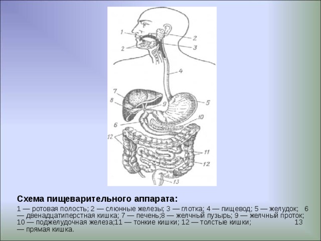 Схема пищеварения у человека