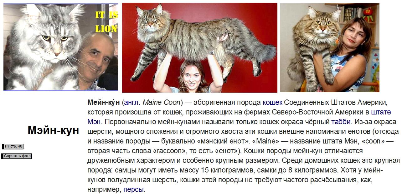 Мейн кун список пород кошек с фотографиями