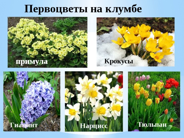 Первые весенние цветы на клумбе фото и названия