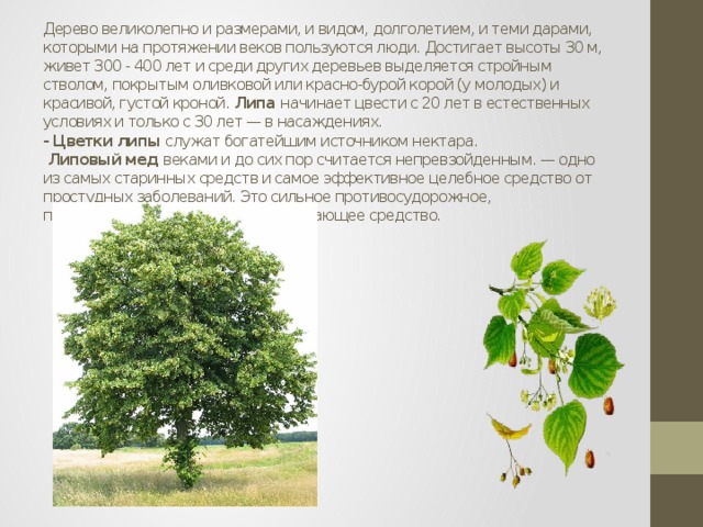 Дерево великолепно и размерами, и видом, долголетием, и теми дарами, которыми на протяжении веков пользуются люди. Достигает высоты 30 м, живет 300 - 400 лет и среди других деревьев выделяется стройным стволом, покрытым оливковой или красно-бурой корой (у молодых) и красивой, густой кроной.  Липа  начинает цвести с 20 лет в естественных условиях и только с 30 лет — в насаждениях.  - Цветки липы  служат богатейшим источником нектара.   Липовый мед  веками и до сих пор считается непревзойденным. — одно из самых старинных средств и самое эффективное целебное средство от простудных заболеваний. Это сильное противосудорожное, противовоспалительное,  обезболивающее средство.   