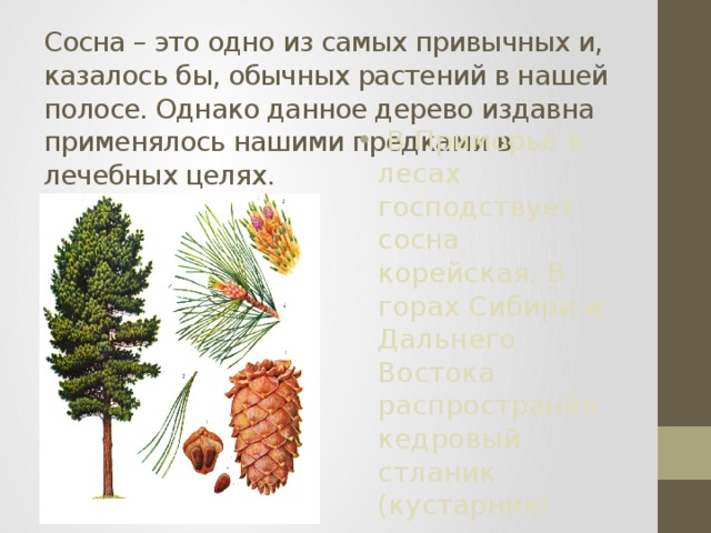 Сосна – это одно из самых привычных и, казалось бы, обычных растений в нашей полосе. Однако данное дерево издавна применялось нашими предками в лечебных целях.   В Приморье в лесах господствует сосна корейская. В горах Сибири и Дальнего Востока распространён кедровый стланик (кустарник) 