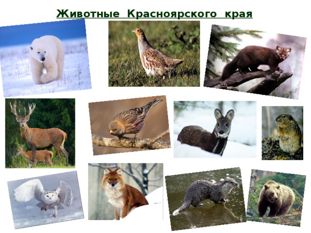 Животный мир красноярского края карта