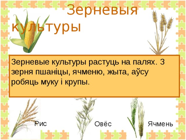  Зерневыя культуры Зерневые культуры растуць на палях. З зерня пшаніцы, ячменю, жыта, аўсу робяць муку і крупы. Рис Овёс Ячмень 