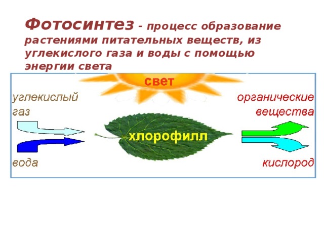 Образование углекислого газа в процессе фотосинтеза