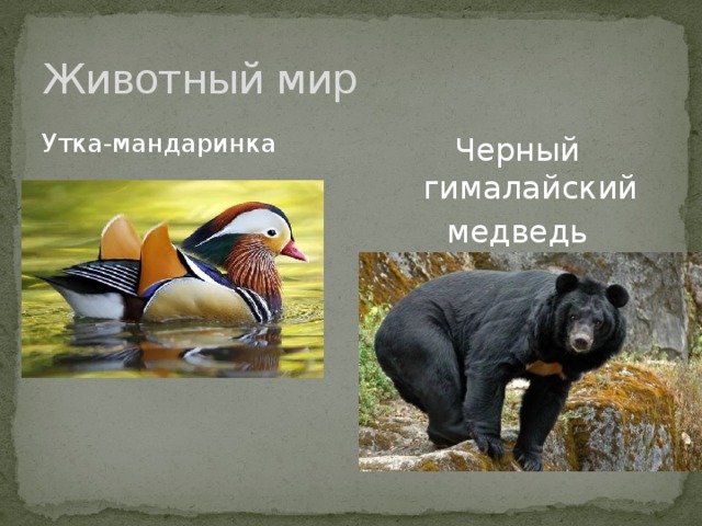 Животный мир Утка-мандаринка Черный гималайский медведь 