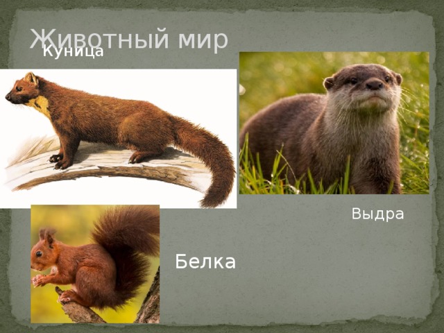 Животный мир Куница Выдра Белка 