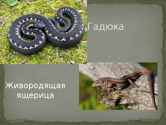 Гадюка Живородящая ящерица 
