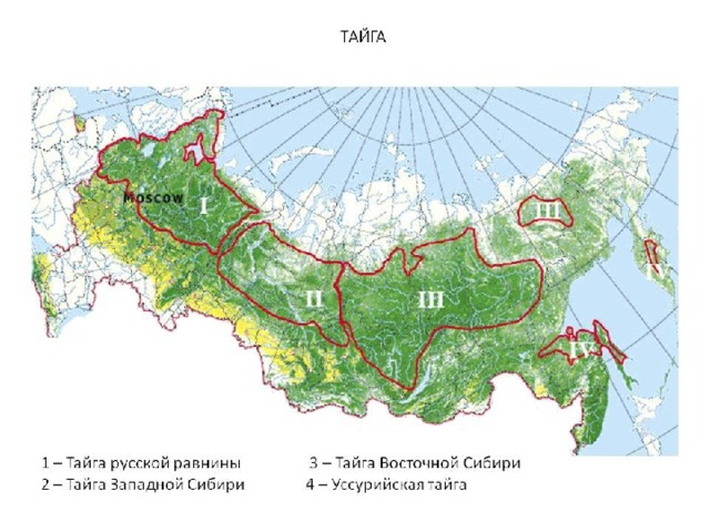 Характеристика тайги по плану 8 класс