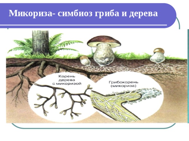 Микориза- симбиоз гриба и дерева 