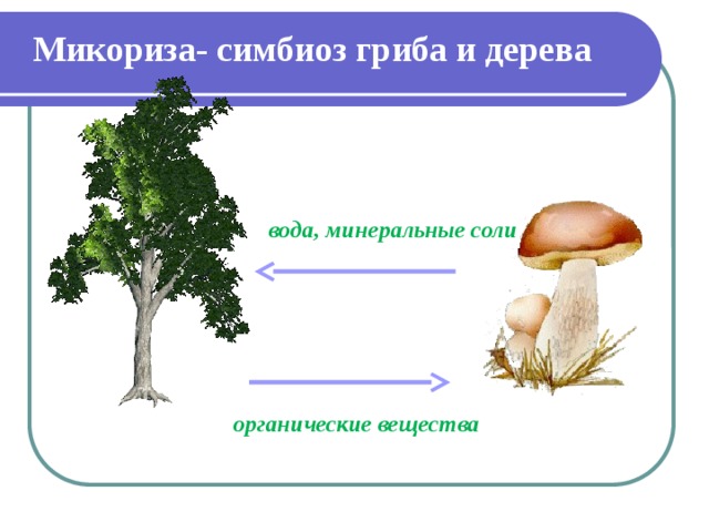 Микориза- симбиоз гриба и дерева вода, минеральные соли органические вещества 